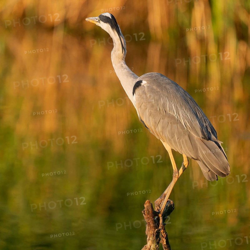 Grey heron (Ardea cinerea) standing on a dead branch at a lake, warm morning light, Lower Saxony, Germany
