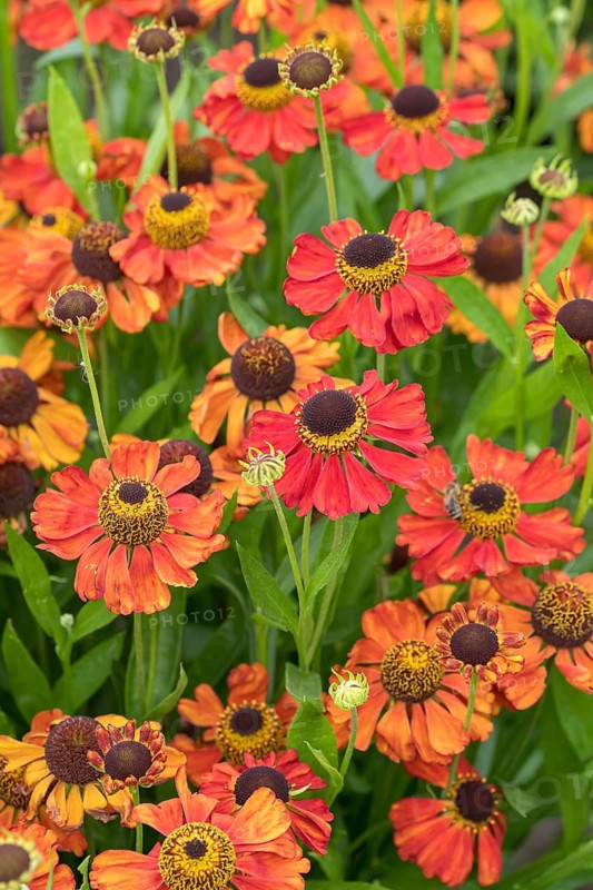 Sunflower (Helenium 'Red Army'), RHS Garden Bridgewater, Great Britain