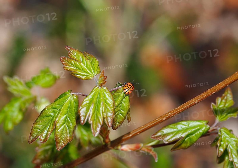 Chrysomela vigintipunctata (Chrysomela vigintipunctata) sitting on a leaf, North Rhine-Westphalia, Germany