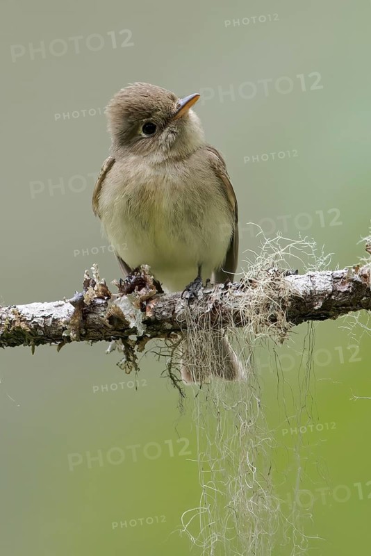 Pacific Slope Flycatcher (Empidonax difficilis) perched on a branch in Victoria, BC, Canada