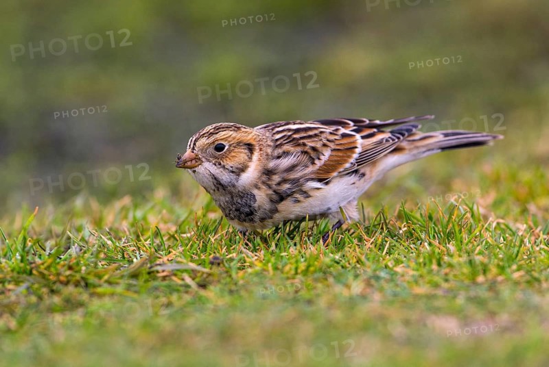 Lapland Longspur Winter Plumage (Calcarius lapponicus) - Victoria BC, Canada