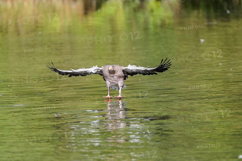 An adult greylag goose (Anser anser) lands on a lake on a sunny day. Bavaria, Germany