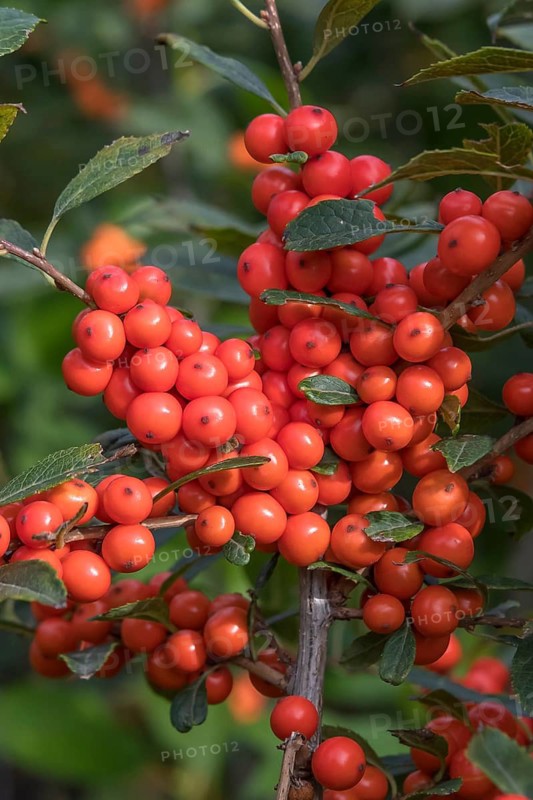 Winterberry (Ilex verticillata MAGICAL TIMES), Bundessortenamt, Germany