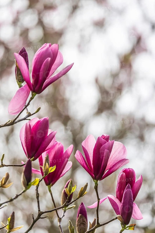 Magnolia blossom (Magnolia) at Wilhelma Stuttgart. According to Wilhelma, the Moorish Garden is home to the largest magnolia grove north of the Alps. Stuttgart, Baden-Württemberg, Germany