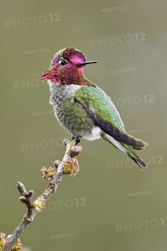 Anna's Hummingbird (Calypte anna), British Columbia, Canada
