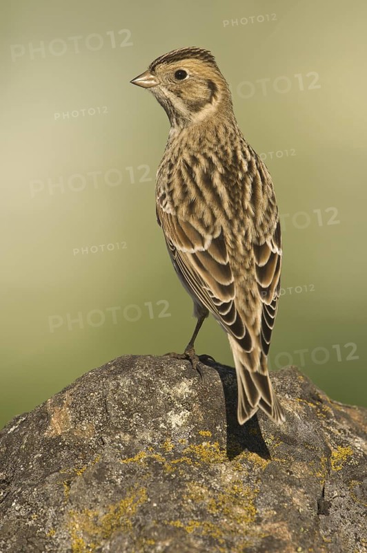 Lapland Longspur (Calcarius lapponicus), British Columbia, Canada