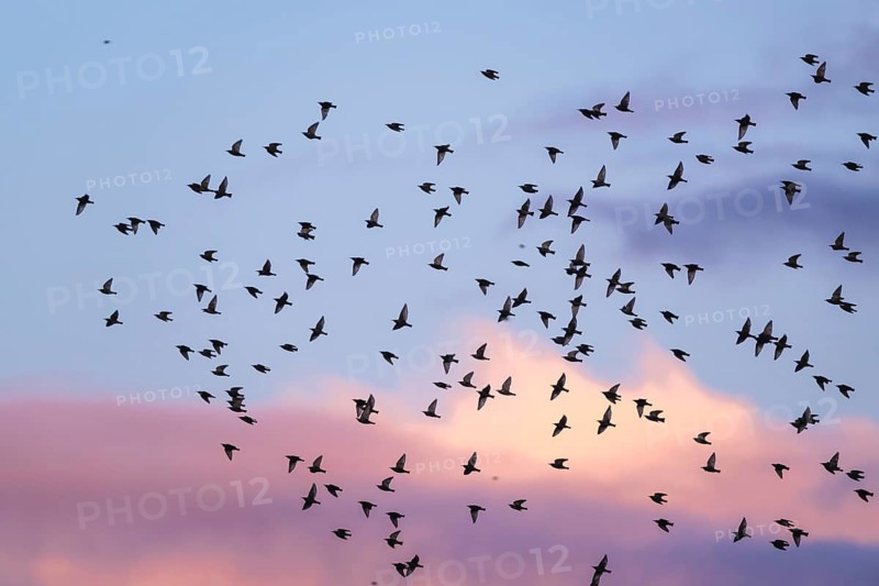 Flock of Starlings in flight at sunset over marshes, Common starling, Sturnus vulgaris, Devon, England, United Kingdom