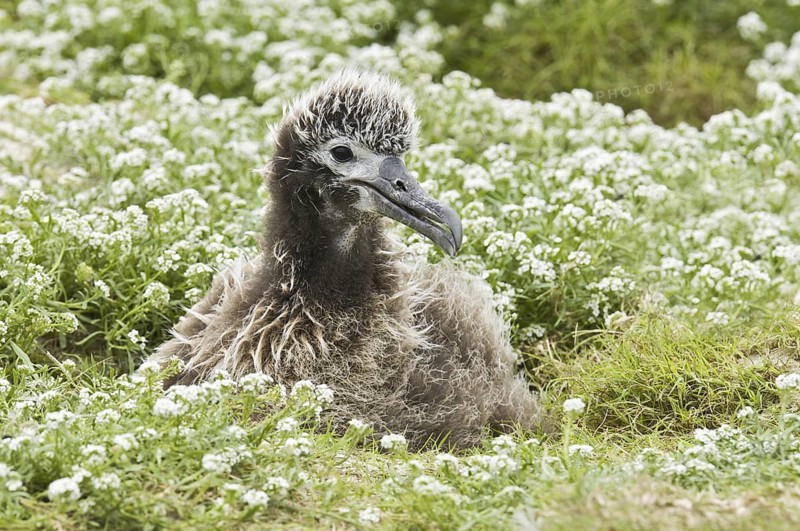 Laysan Albatross (Phoebastria immutabilis), Hawaii, USA
