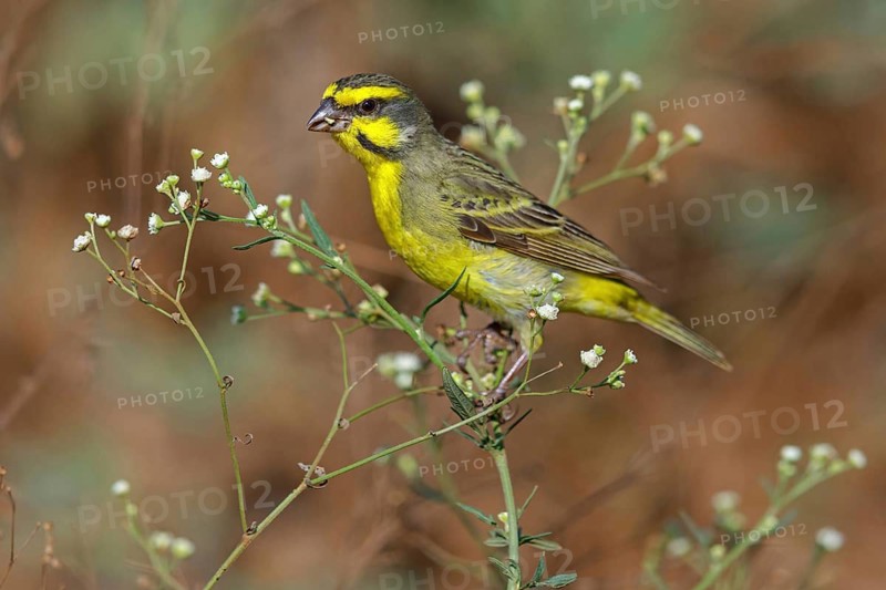 Mozambique Canary, Crithagra mozambica, Serinus mozambicus, Yellow-fronted Canary, Serin du Mozambique, Tendaba camp / Tendaba photo hide, Kwinella, South Bank, Gambia