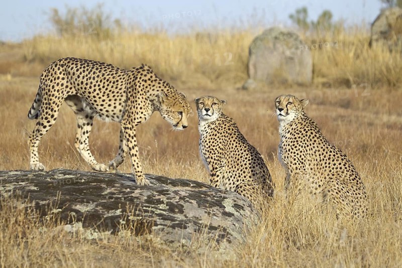 Cheetah (Acinonyx jubatus) male with two females, Castile-La Mancha, Spain