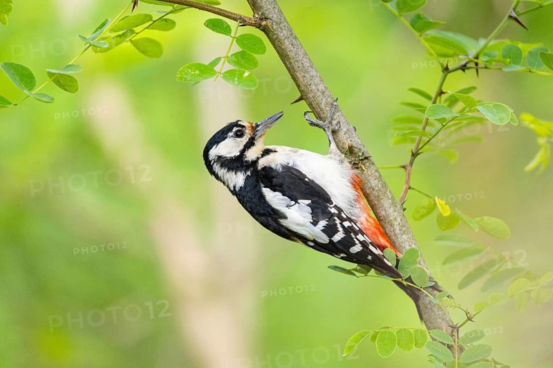 Great Spotted Woodpecker (Dendrocopus major) female., Hungary, Federal Republic of Germany