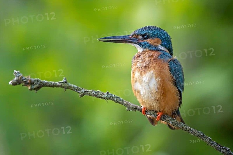 Common Kingfisher (Alcedo atthis) male perched on a branch, Saxony-Anhalt, Germany