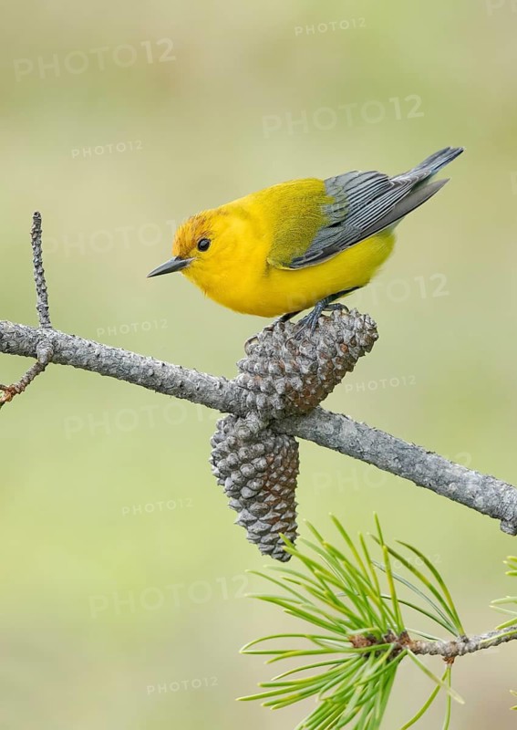 Prothonotary Warbler (Protonotaria citrea) perched on a twig, Texas, USA