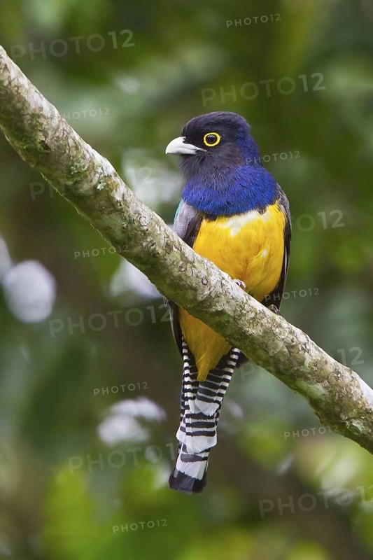 Violoceous Trogon (Trogon Violaceus) perched on a branch in Costa Rica, Central America