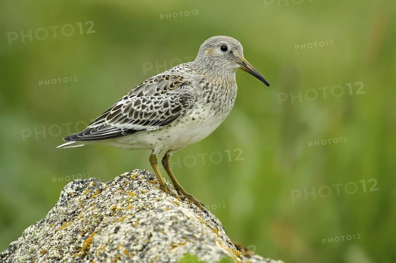 Purple Sandpiper (Calidris maritima), Alaska, USA