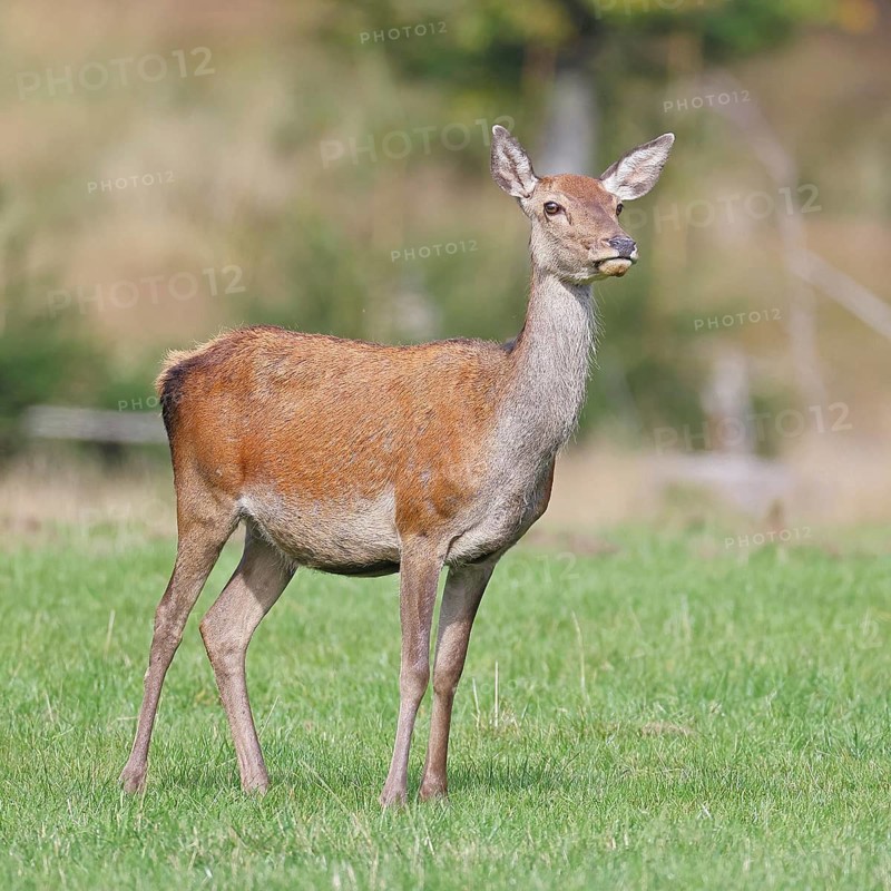 Red deer (Cervus elaphus) female, doe in a forest clearing, wildlife, Sauerland, North Rhine-Westphalia, Germany