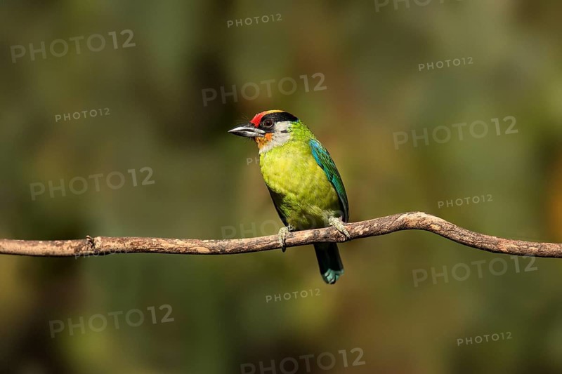 Golden-throated Barbet (Psilopogon franklinii) perched on a branch, Yunnan, China