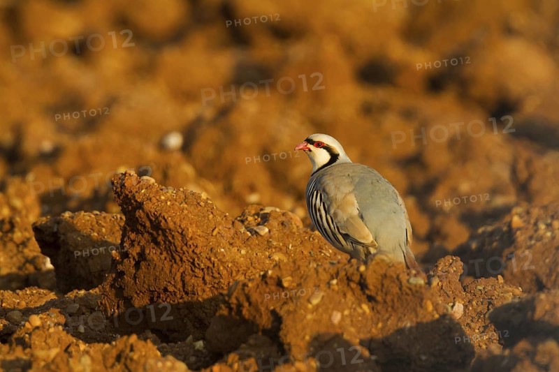 Chukar Partridge (Alectoris chukar), Cyprus