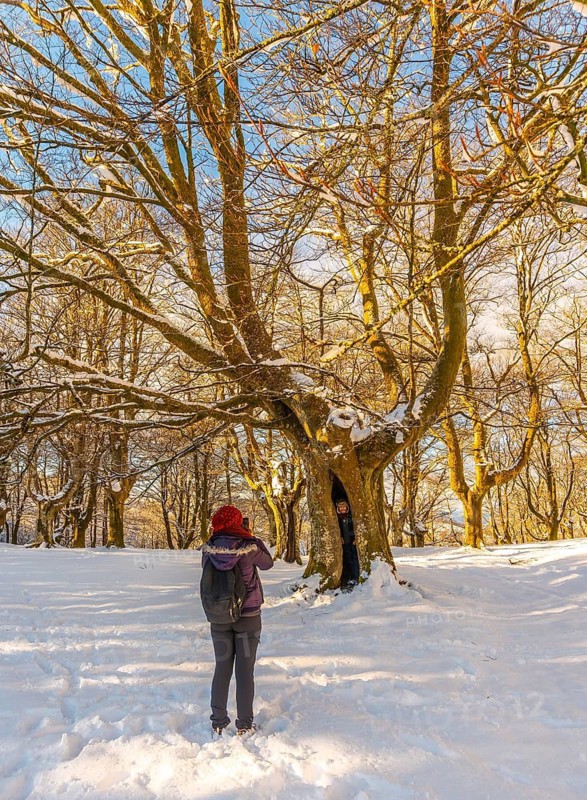 A couple enjoying the giant tree in the Oianleku natural park at sunrise in the town of Oiartzun in Peñas de Aya, Gipuzkoa. Basque Country