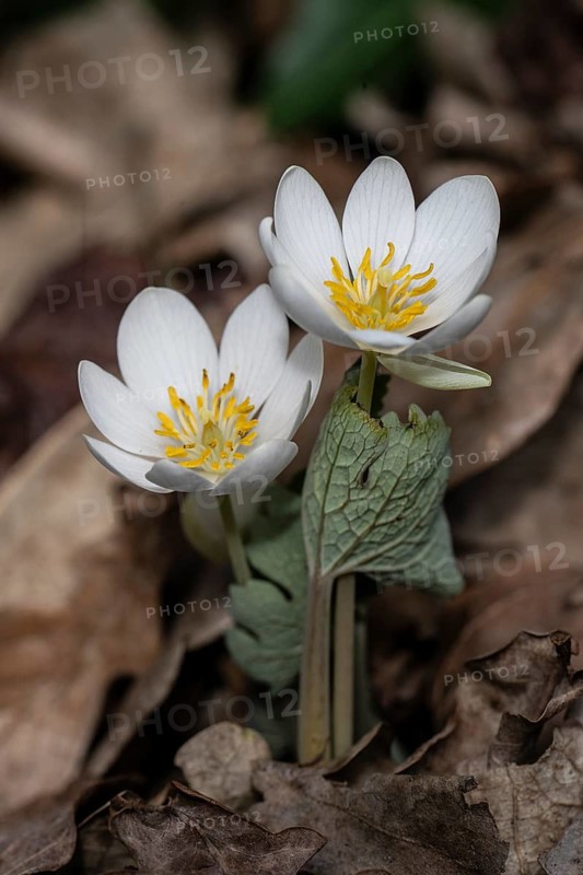 Canadian bloodroot (Sanguinaria canadensis), Emsland, Lower Saxony, Germany
