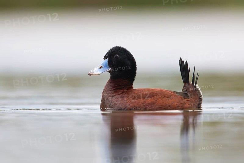 Blue-billed Duck (Oxyura australis) male displaying, Victoria, Australia