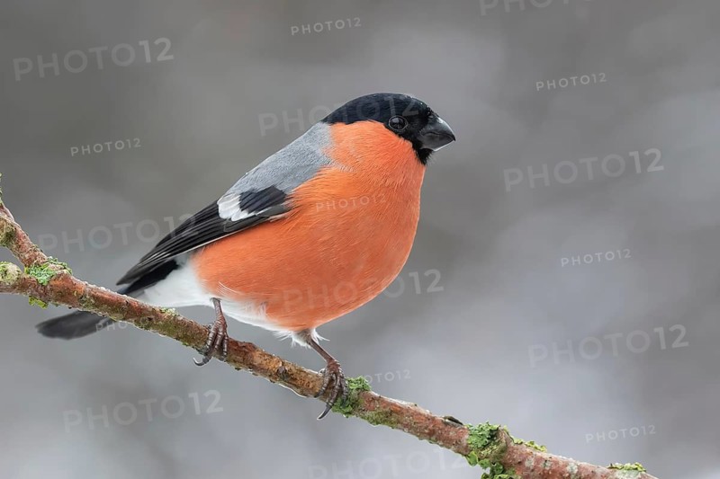 Eurasian Bullfinch (Pyrrhula pyrrhula) male perched on a branch, Lower Saxony, Germany