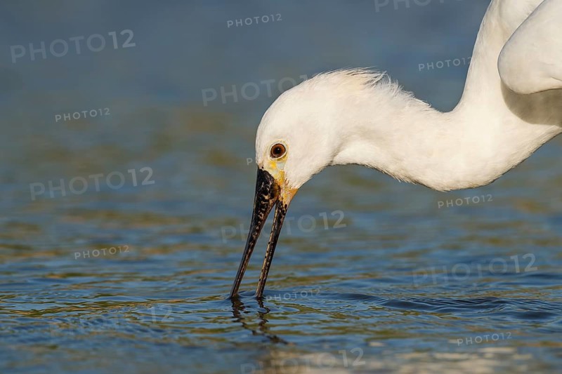 Eurasian Spoonbill (Platalea leucorodia) foraging, Eilat, Israel