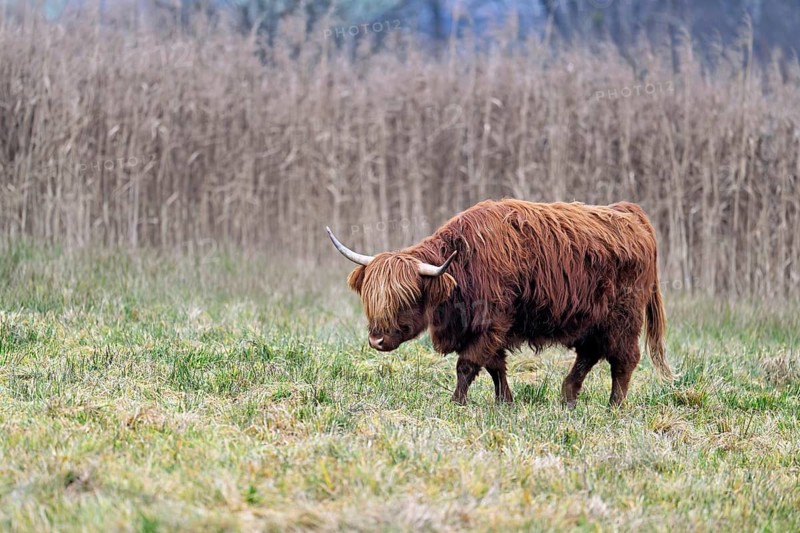 Highland cattle (Bos taurus), adult animal standing in a meadow, Reussspitz nature reserve, Maschwanden, Canton of Zurich, Switzerland