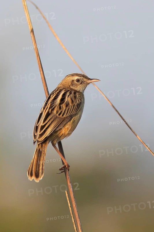 Zitting Cisticola (Cisticola juncidis), Darjeeling, India