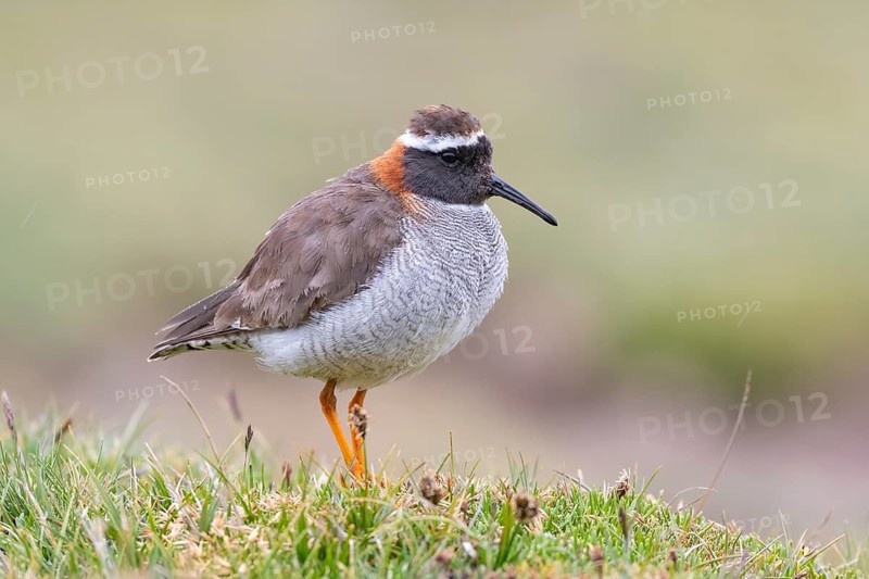 Diademed Plover (Phegornis mitchellii), Metropolitana, Chile