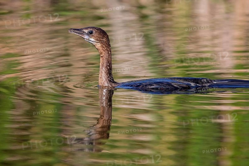 Animals, birds, Pygmy Cormorant, (Phalacrocorax pygmeus), biotope, habitat, swims in water, foraging, family of cormorants Lesbos Island, Lesbos, Greece