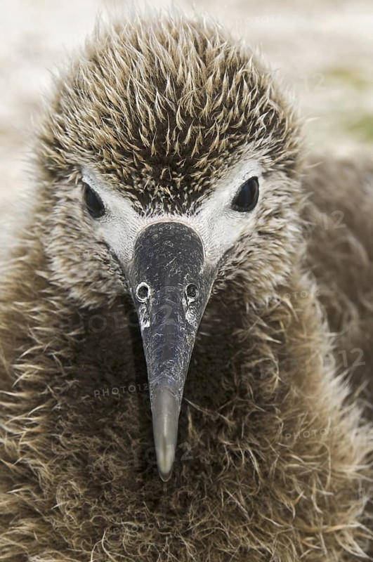 Black-footed Albatross (Phoebastria nigripes), Hawaii, USA