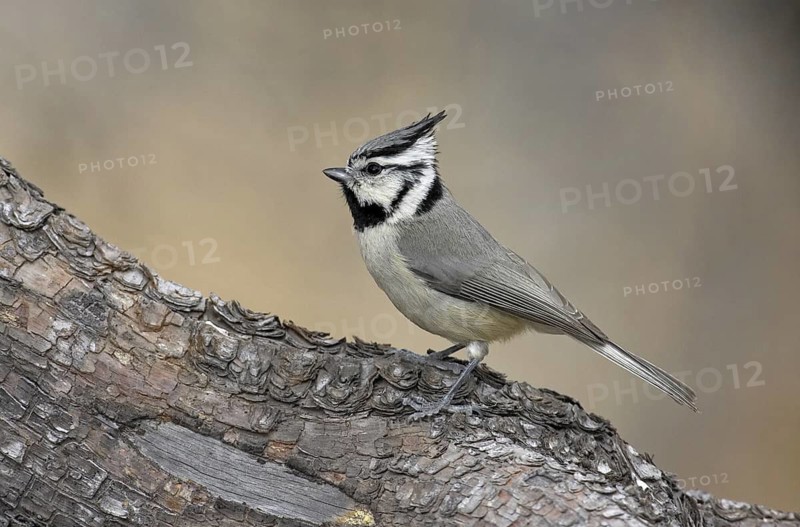 Bridled Titmouse (Baeolophus wollweberi), Arizona, USA