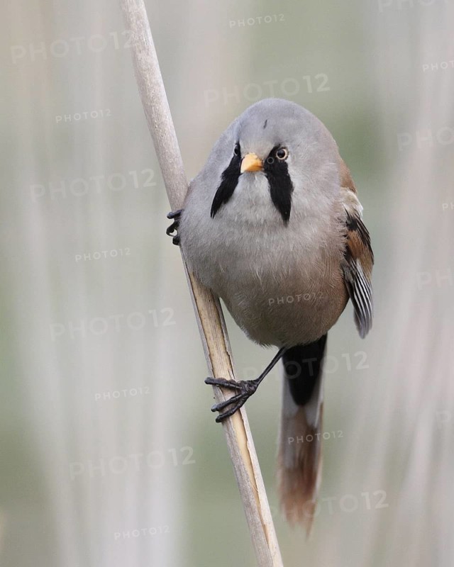 Bearded Reedling (Panurus biarmicus) male, Mecklenburg-Western, Pomerania, Germany
