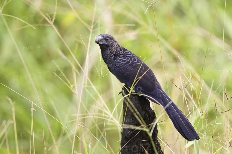 Smooth-billed Ani Crotophaga ani Gulfito, Costa Rica 6 November Adult CUCULIDAE