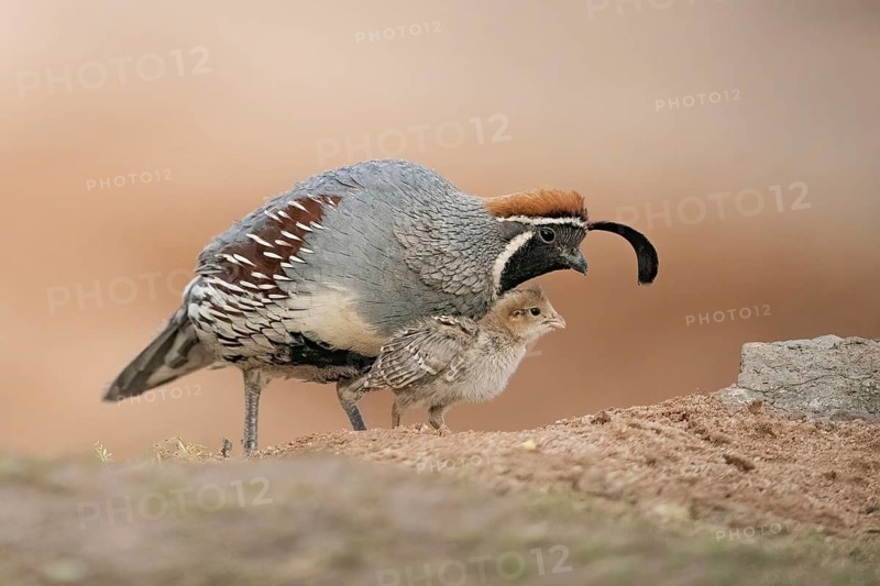 Gambel's Quail (Callipepla gambelii) male on ground with a chick, Arizona, USA
