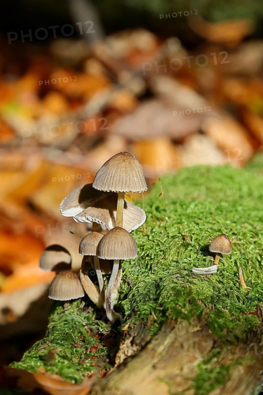 Mica tintling, common mica tintling (Coprinellus micaceus), on mossy forest soil, Seck, Westerwald, Rhineland-Palatinate, Germany