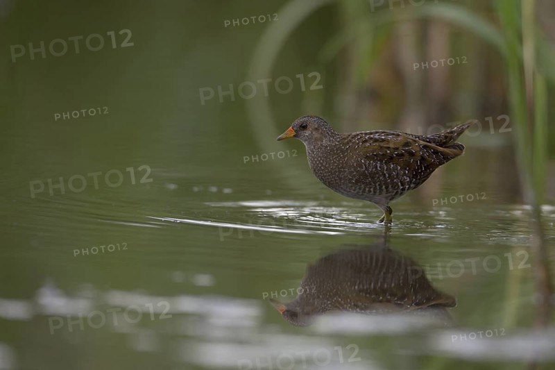 Spotted Crake (Porzana porzana), Saxony, Germany