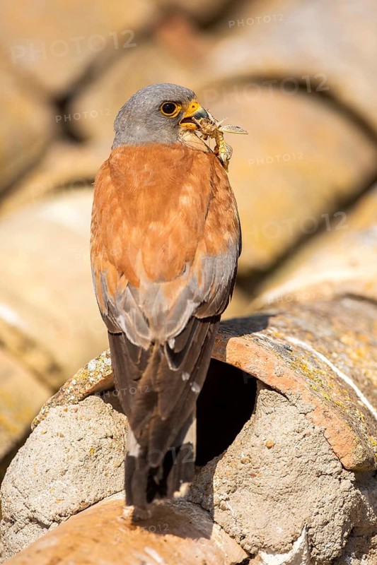 Lesser Kestrel (Falco naumanni) male on a roof, Castile-La Mancha, Spain