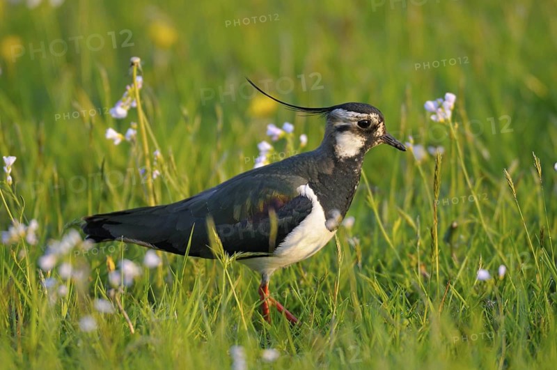 Kiebitz (Vanellus vanellus), Lapwing, im Prachtkleid, morgens, mit Wiesen-Schaumkraut, April, NSG Dingdener Heide, Nordrhein-Westfalen, Deutschland