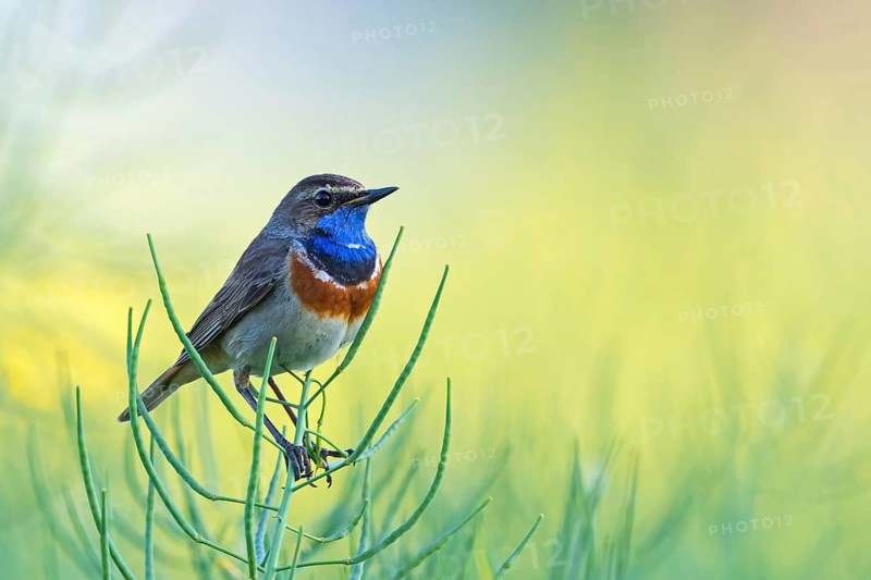 Bluethroat, (Luscinia svecica), Luscinia svecicus, animals, birds, songbirds, flycatcher family, migratory bird, perching station, Der Spieß nature reserve, Worms district, Rhineland-Palatinate, Federal Republic of Germany