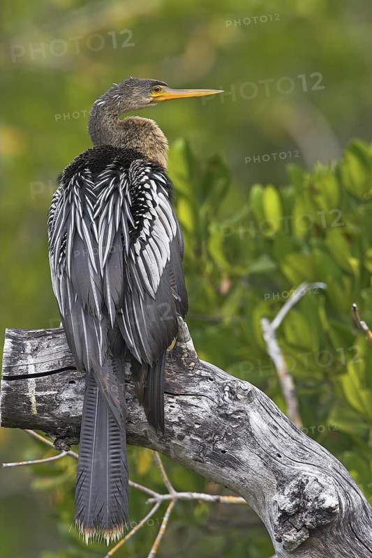Anhinga (Anhinga anhinga), Florida, USA