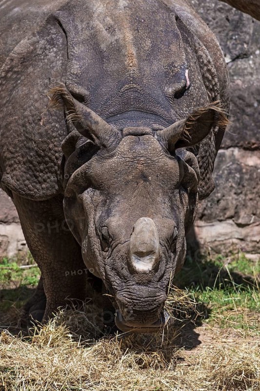 Armoured rhinoceros (Rhinoceros unicornis), Nuremberg Zoo, Middle Franconia, Bavaria, Germany