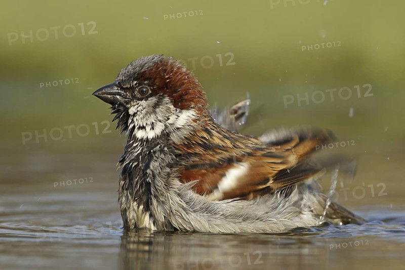 House Sparrow (Passer domesticus) male bathing, Germany