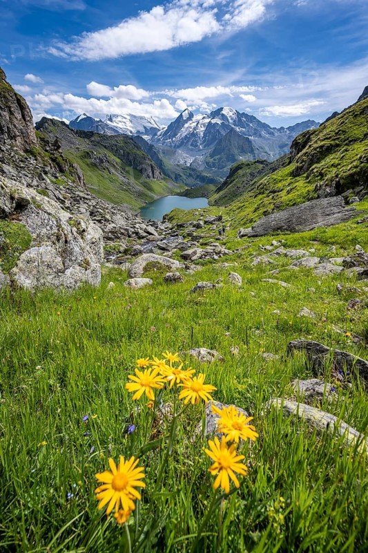 Flowers and view of mountain lake Lac du Louvie and glaciated mountain peaks of the Grand Combine, Valais Alps, Val de Bagnes, Valais, Switzerland