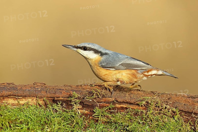 Nuthatch (Sitta europaea), sitting on a tree root covered with moss, Wilnsdorf, North Rhine-Westphalia, Germany
