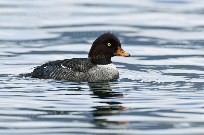 Barrow's Goldeneye (Bucephala islandica) female, British Columbia, Canada