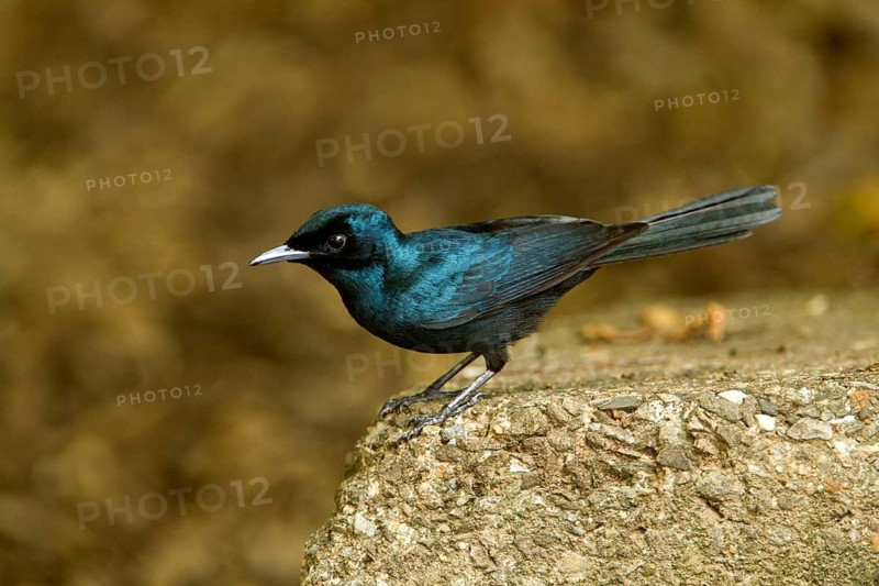 Shining Flycatcher (Myiagra alecto melvillensis) male, Northern Territory, Australia