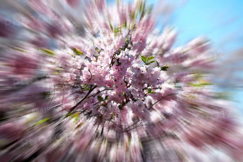 Japanese Cherry, Oriental Cherry, Japanese Cherry Tree, Japanese Blossom Cherry Tree (Prunus serrulata), zoom effect