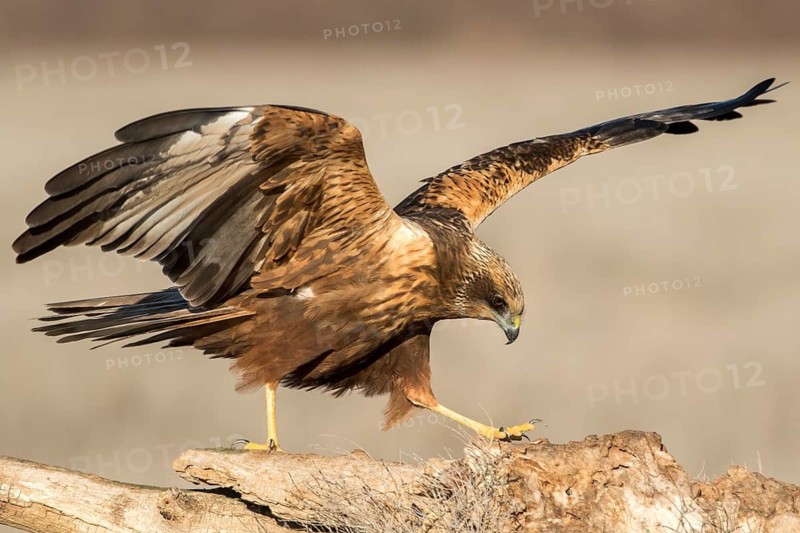 Western Marsh Harrier (Circus aeruginosus) male perched on a stump, Castile-La Mancha, Spain